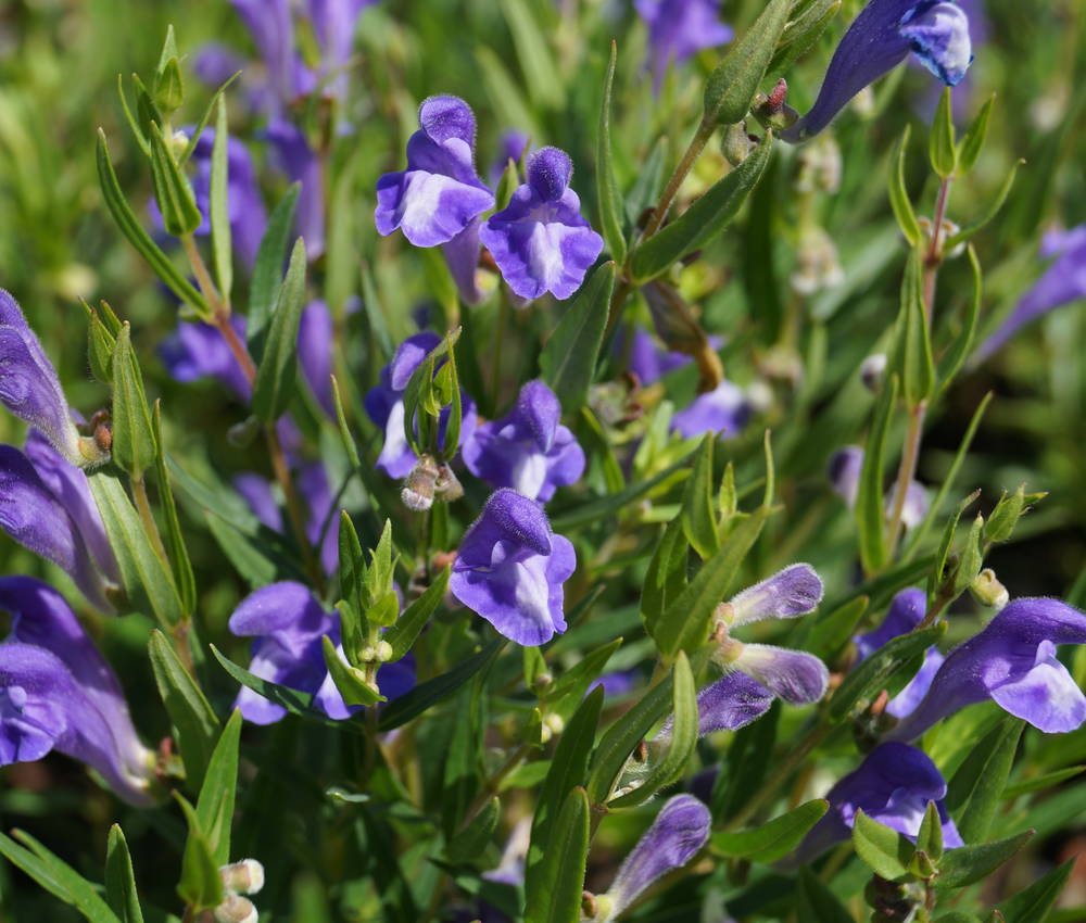 tarczyca bajkalska-Scutellaria baicalensis.jpg